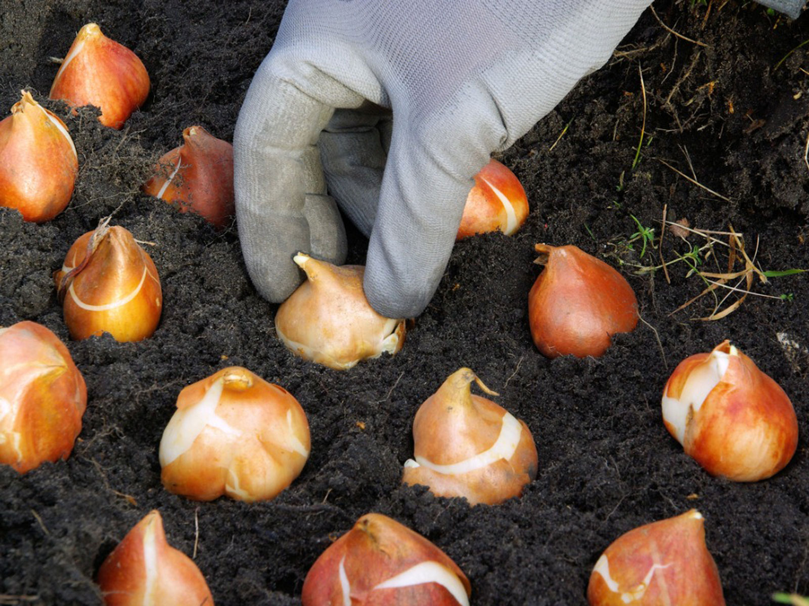 When to plant your bulbs