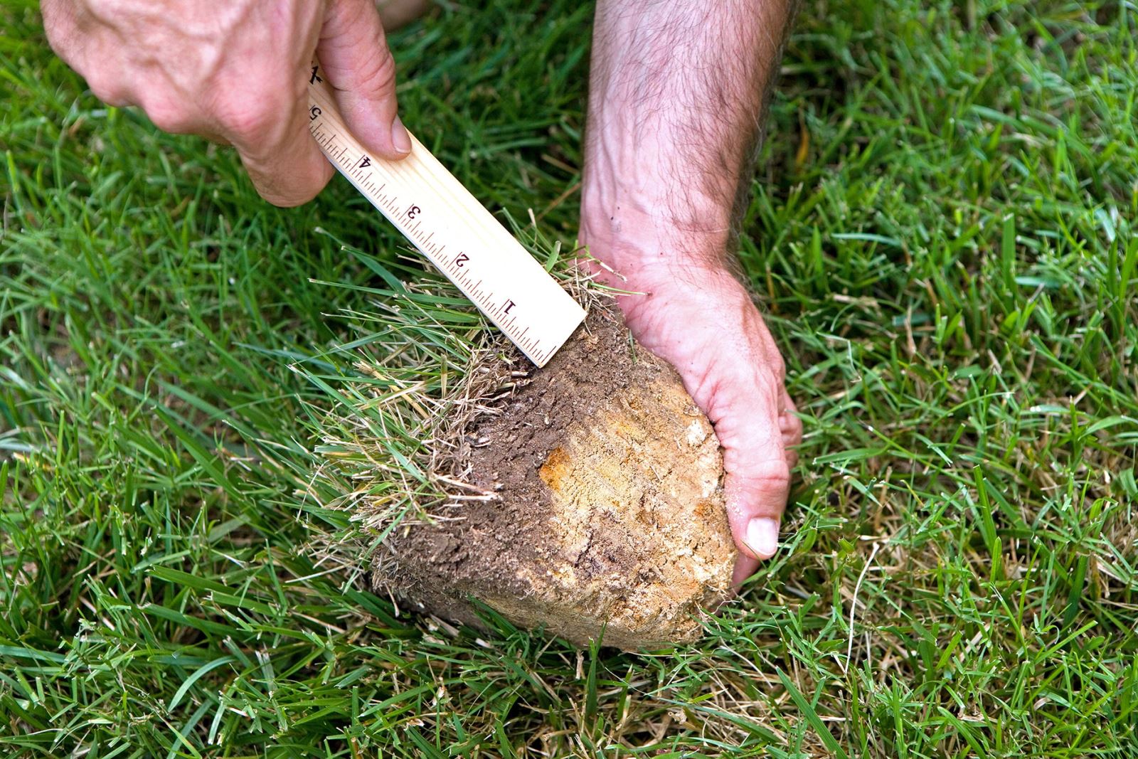 Thatch in my lawn